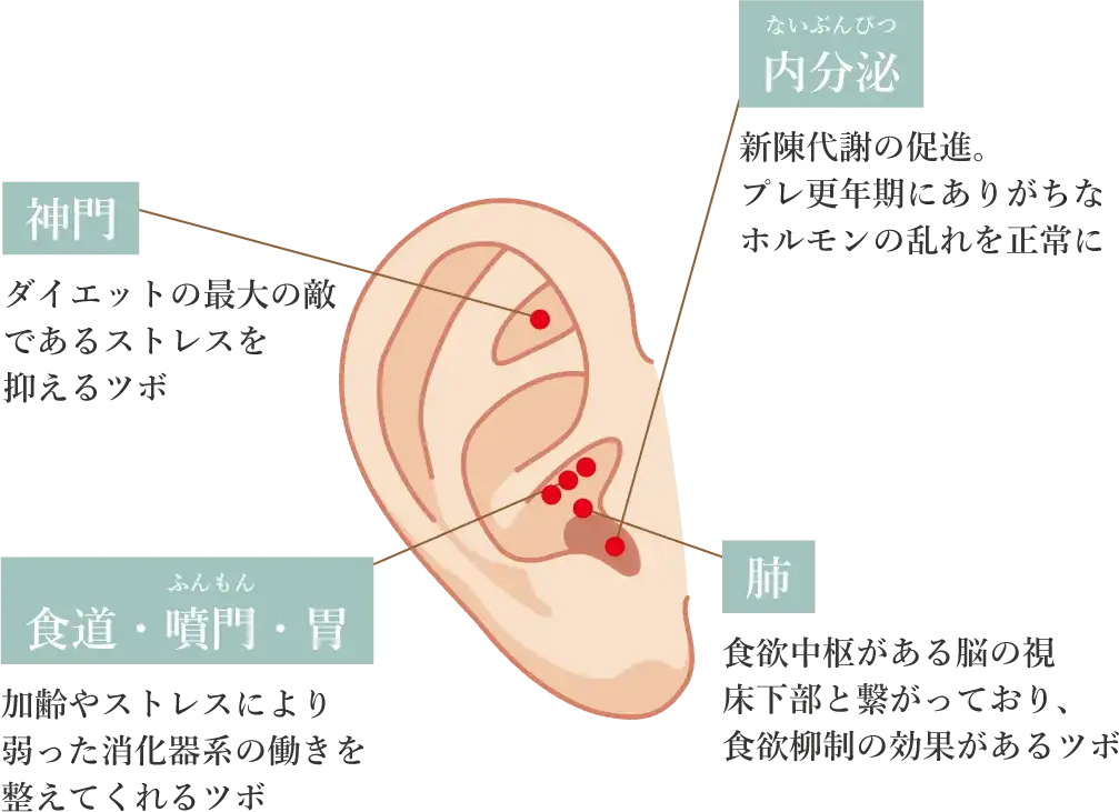 耳ツボについて